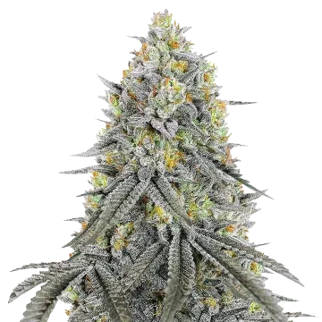 plante de cannabis Bubblegum Sherbet