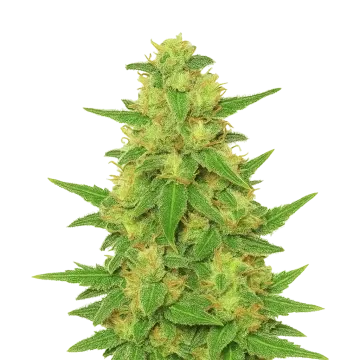 plante de cannabis C. Banana Auto