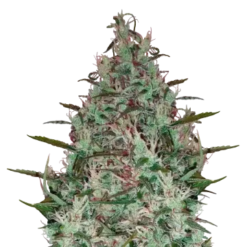 plante de cannabis Canadian Haze
