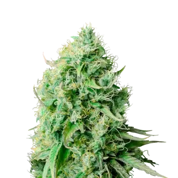 plante de cannabis Cannatonic
