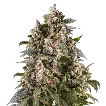 plante de cannabis Cap Junky