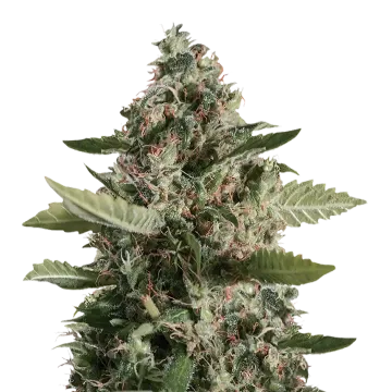 plante de cannabis CBD Candida