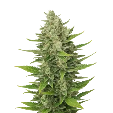 plante de cannabis CBD Critical Mass Auto