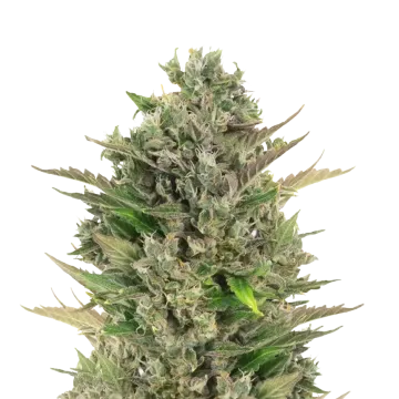 plante de cannabis CBD Critical Mass