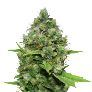 plante de cannabis Diesel CBD