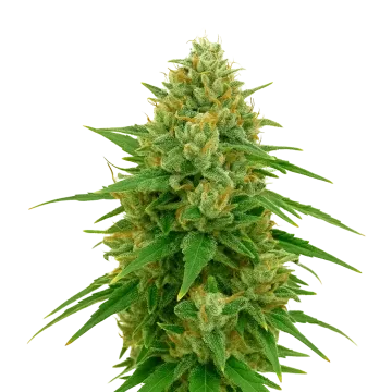 plante de cannabis CBD Express Auto