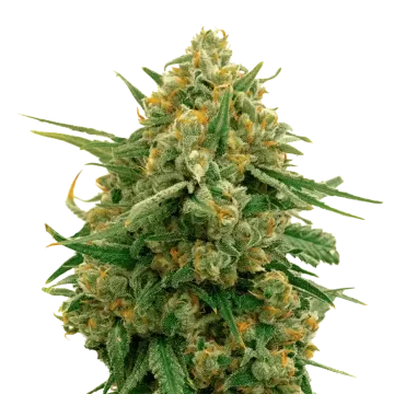plante de cannabis CBD Express