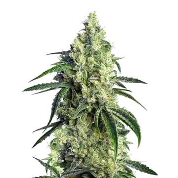 plante de cannabis CBD Girl Scout Cookies