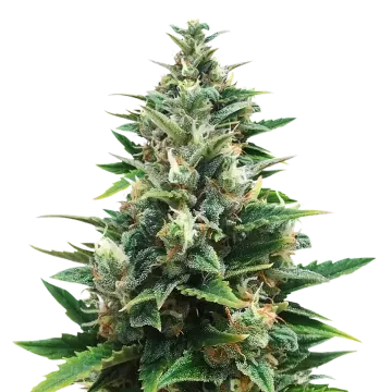 plante de cannabis CBD Harle-Tsu