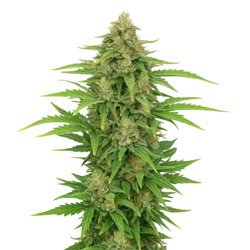 plante de cannabis CBD Kush Auto
