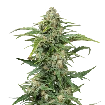 plante de cannabis CBD Kush