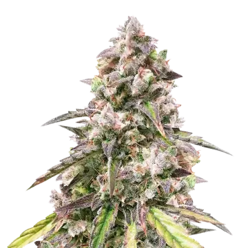 plante de cannabis CBD Mango