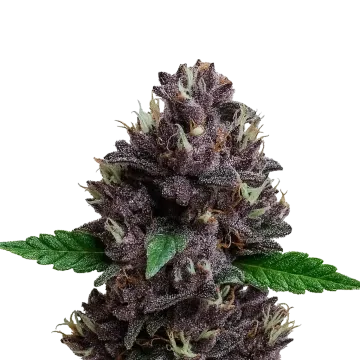 plante de cannabis CBD Purple Kush Auto