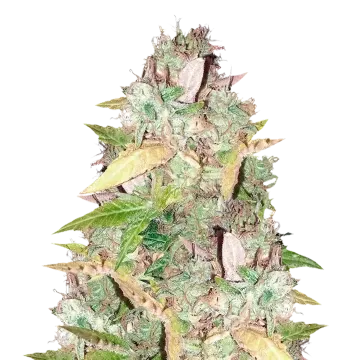 plante de cannabis CBD Sugar