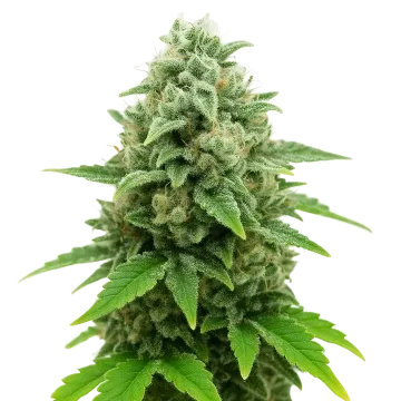 plante de cannabis CBD White Widow Auto