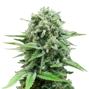plante de cannabis CBD White Widow