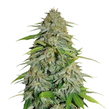plante de cannabis CBD Zenergy
