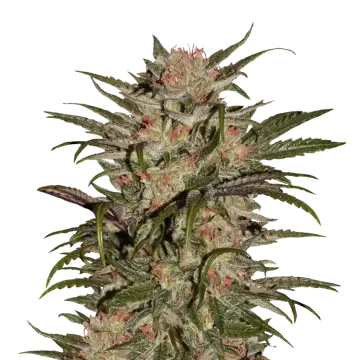 plante de cannabis CBD Zkittlez