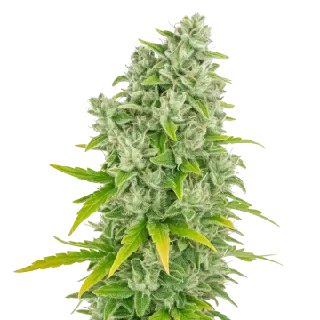 plante de cannabis CBG Citrus Nectar Auto