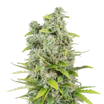 plante de cannabis CBG Citrus Nectar