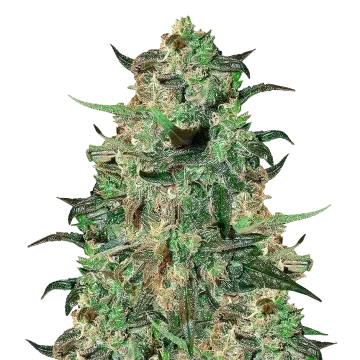 plante de cannabis Cement Shoes