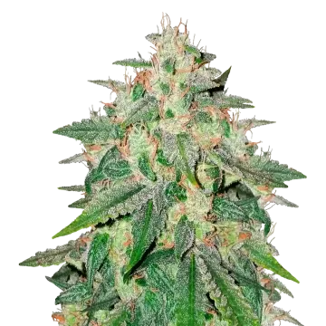 plante de cannabis Cereal Milk