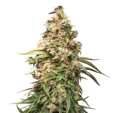 plante de cannabis Charlotte's Web