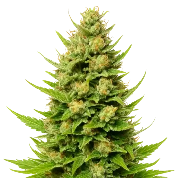 plante de cannabis Cheese Auto