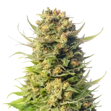 plante de cannabis Cheese