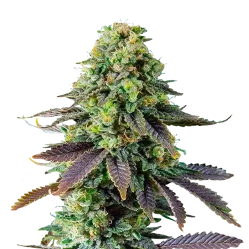 plante de cannabis Chemdawg