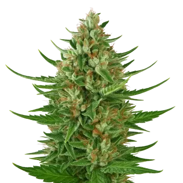 plante de cannabis Cherry AK Auto