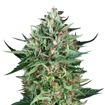 plante de cannabis Cherry AK