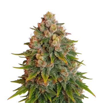 plante de cannabis Cherry Pie Auto