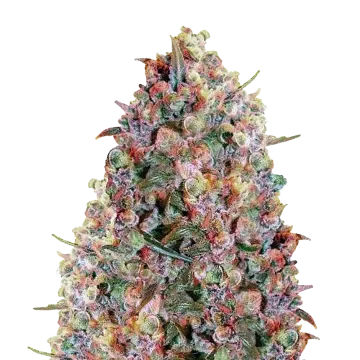 plante de cannabis Cherry Pie