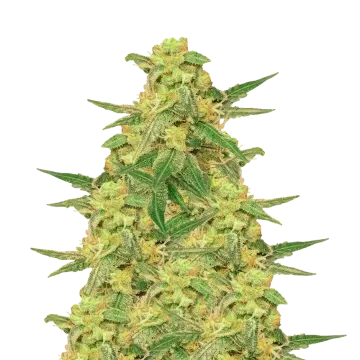plante de cannabis C. Banana