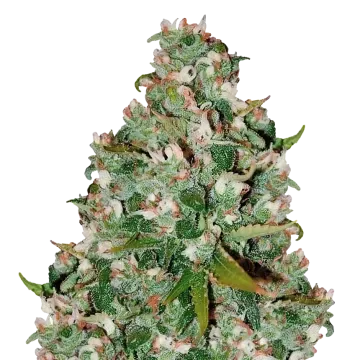 plante de cannabis Chocolate Thai