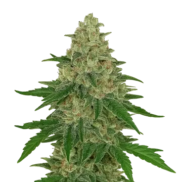 plante de cannabis Chocolope Auto