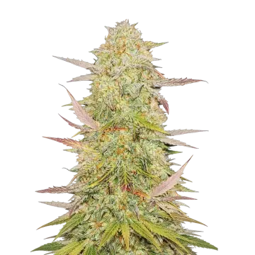plante de cannabis Chronic