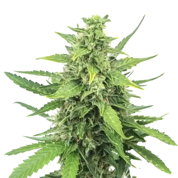 plante de cannabis Cinderella 99