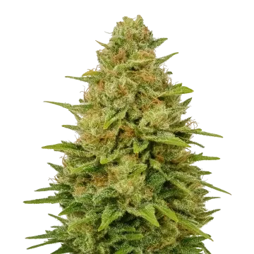 plante de cannabis Colombian Gold Auto
