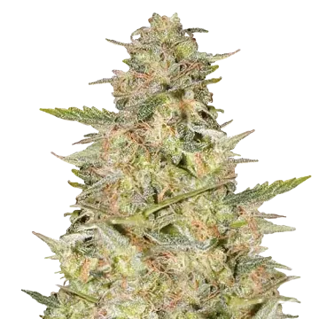 plante de cannabis Colombian Gold
