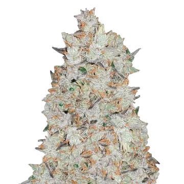 plante de cannabis Cookies and Cream