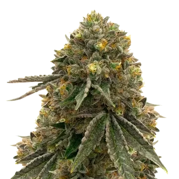plante de cannabis Critical 47