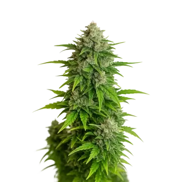 plante de cannabis Critical Auto