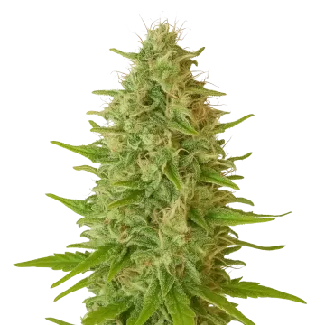 plante de cannabis Critical Jack Auto