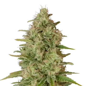plante de cannabis Critical Jack