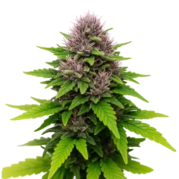 plante de cannabis Critical Purple Auto