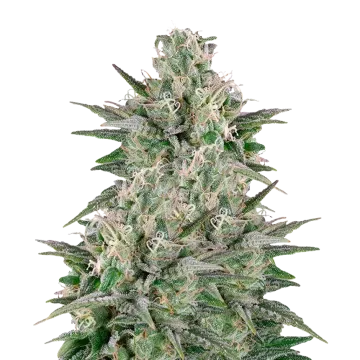 plante de cannabis Critical White