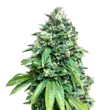 plante de cannabis Crunch Berries