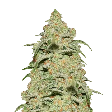 plante de cannabis Crystal